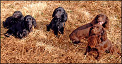 Rowston Spaniels