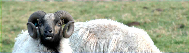 Waterwynch Farm Banner