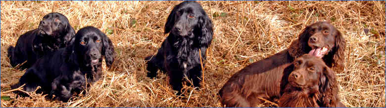 Waterwynch Farm Banner